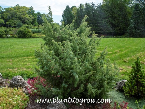 Kalebab Juniper (Juniperus communis) 
mid July